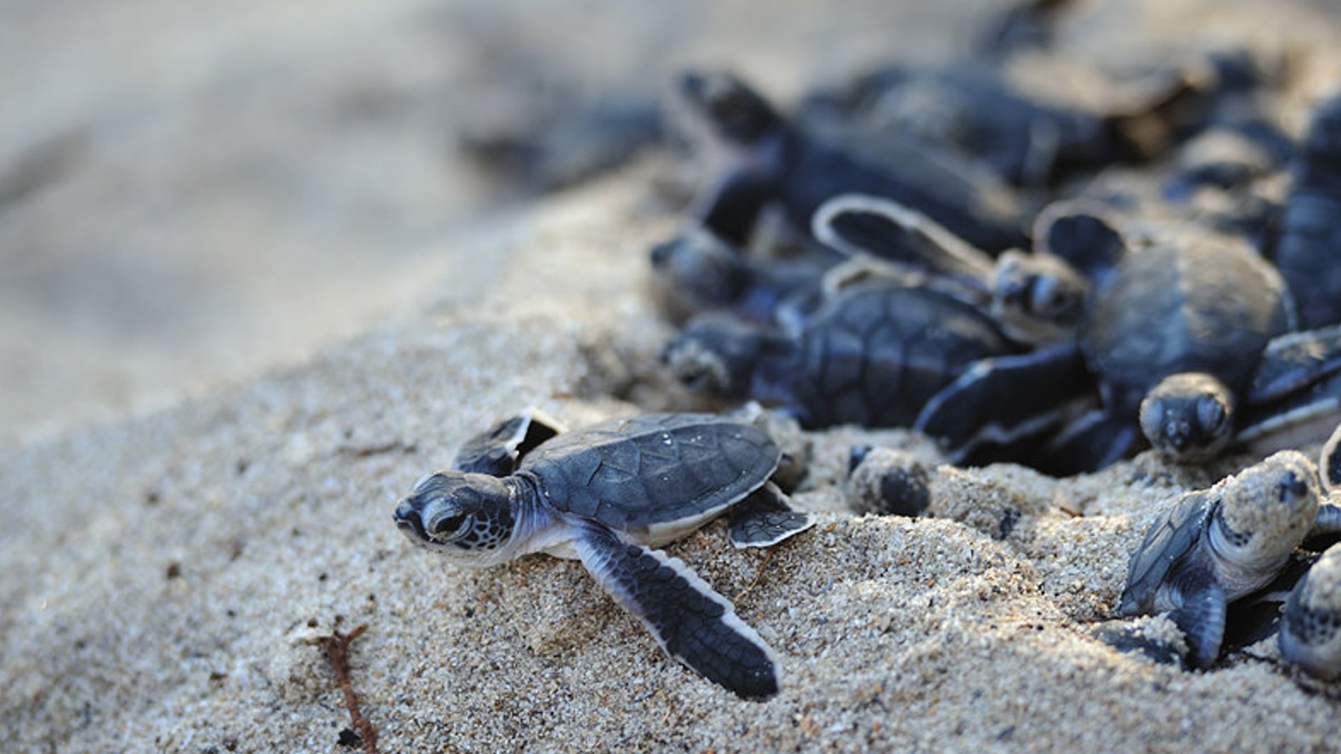 See A Sea Turtle Hatchling | Watch for Turtles on Mafia Beaches