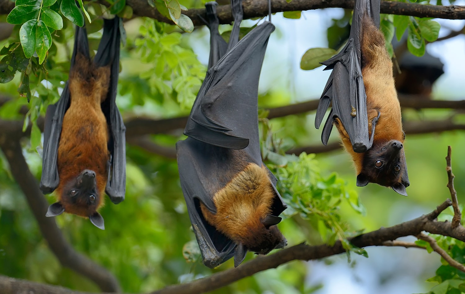 Experience The Pemba Flying Foxes