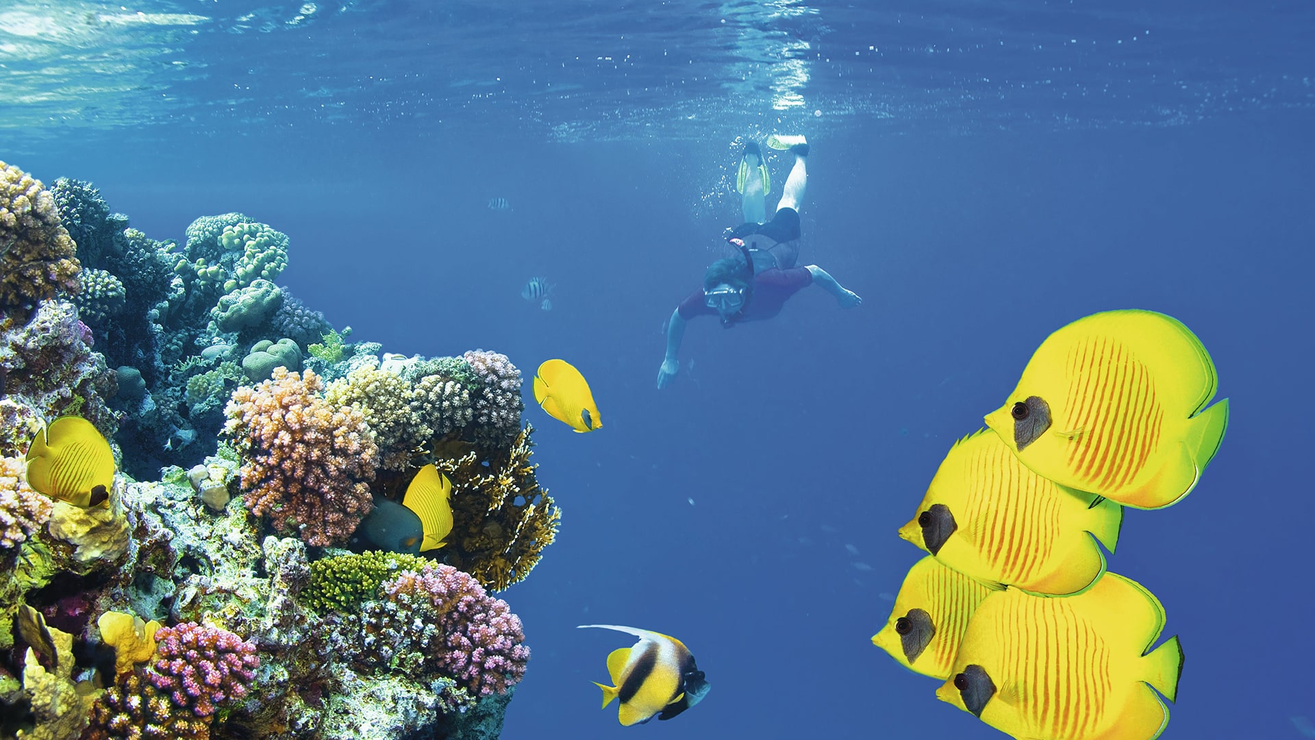 Snorkeling at Mnemba Coral Gardens | Visit Zanzibar Attractions