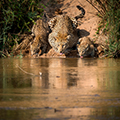 Serengeti National Park - Ngorongoro Conservation Area
