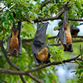 Experience The Pemba Flying Foxes, Taste The Island Spices & Herbs and Discover The Secrets of Chake Chake